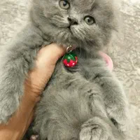 توله گربه اسکاتیش بریتیش پرشین