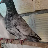 کبوتر|پرنده|میناب, |دیوار