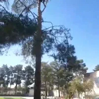 برش‌درخت