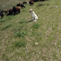 سگ گله|سگ|سراجو, |دیوار
