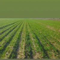 3-هکتار-زمین-زیر-چاه