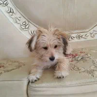 سگ خنگی