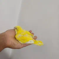 جوجه طوطی راهب زرد سرلاکی رام دستی