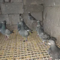 کبوتر پلاکی