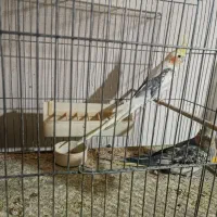 عروس هلندی جفت مولد