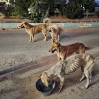 سگ بیمار