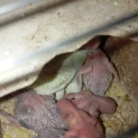 جفت مرغ عشق رنگین کمونی مولد با جوجه