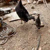 بوقلمون‌برنز فروشی