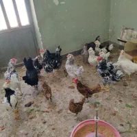 فروش مرغ و خروس گلین وسیبرایت