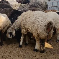 میش شیرازی