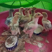 جوجه لاری|حیوانات مزرعه|ماهدشت, |دیوار