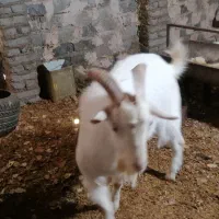 فروش یا معاوضه بز وکره وچپش