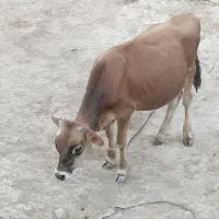 گوساله نر