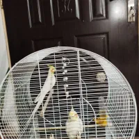 عروس هلندی لوتینو لب گلی