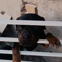 روتوایلر نر و ماده