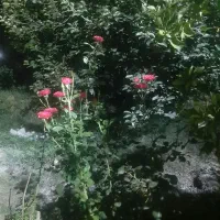 نهال رز هلندی و ساناز