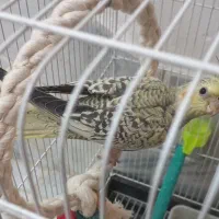 عروس هلندی