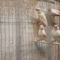 فنچ نرگسی پاستیل فاون و اسپلیت