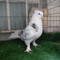 کبوتر کاکلی چکمه هما سرور شازده