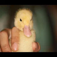 جوجه اردک