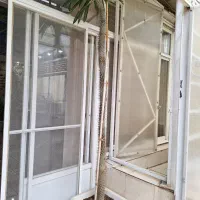 نخل ماداگاسکار