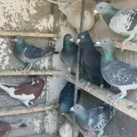 دسته کبوتر دست اولی همه زد و خوردی پلاکی