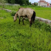 خرید و فروش اسب پالونی از ۲۰ تا ۴۰