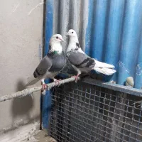 شازده سبز