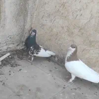 کبوتر شهری نر
