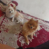 دوعددسگ پامرنروماده