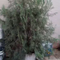 چند مدل گل قیمت مناسب کاج یوگا