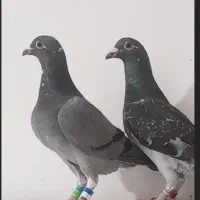 نروماده پلاکی مسافتی