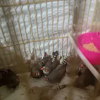 فنج ها نر ماده مولد هستن معاوضه با قناری