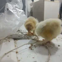 سلام جوجه برهما