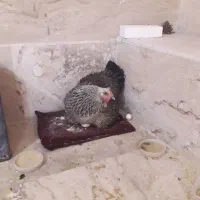 مرغ کپ با جوجه سپرایت