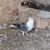 کبوتر