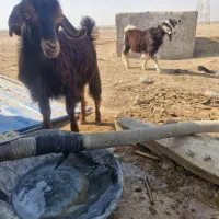 بزکهردار