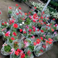 گل ابشار طلائی حسن یوسف