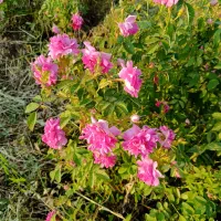 فروش گل محمدی مربایی آذرشهر