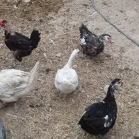 مرغ شاخدار واردک روسی فروشی