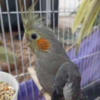 جوجه عروس هلندی نر  سالم و دسنی