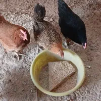 مرغ تخم گذار نیمچه جوجه