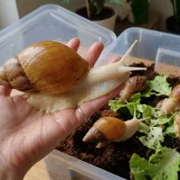 حراج استثنایی حلزون آچاتینا در سایزهای مختلف