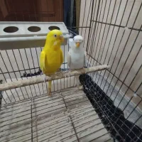 مرغ عشق