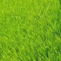 بذر شالی دم سیا