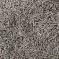زیره سبز،کرابیه دیم ،بدون کود و سم فروشی