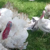 بوقلمون طبیعی