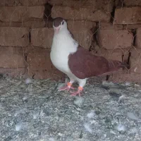 کفتر|پرنده|بیرجند, |دیوار