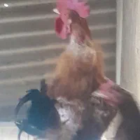 خروس