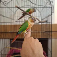طوطی گرینچیک